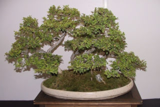Drzewko bonsai: usychają liście [Porada eksperta]
