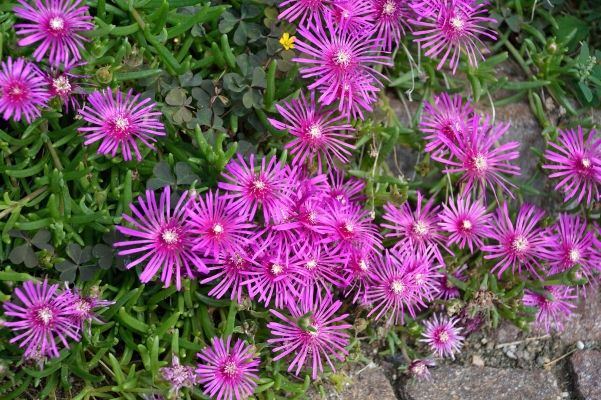 Delosperma