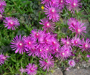 Delosperma