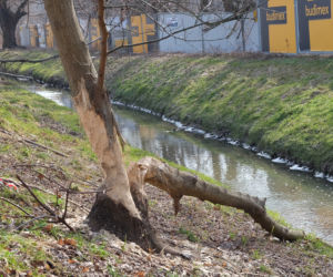 Bobry grasują na mieście [GALERIA]