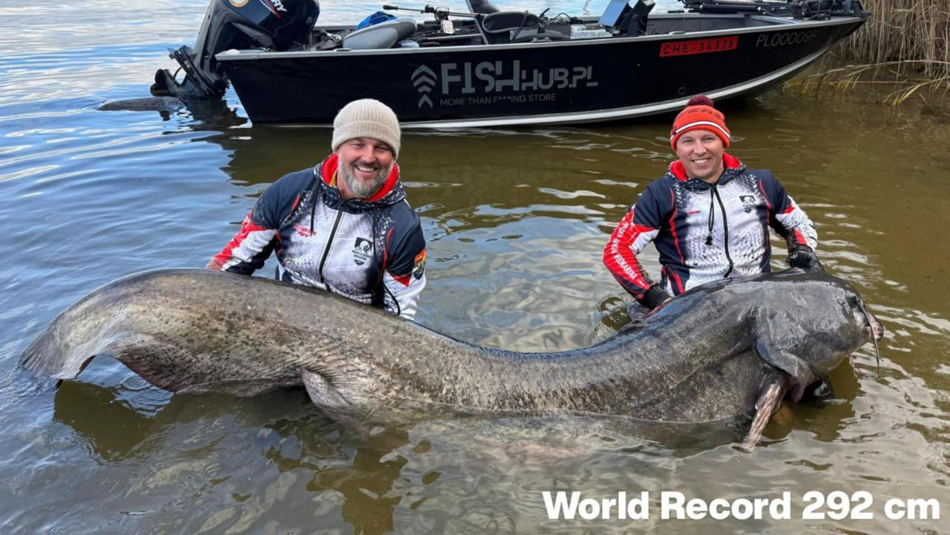 Polscy wędkarze złowili suma giganta o długości 292 cm. To nowy rekord świata!