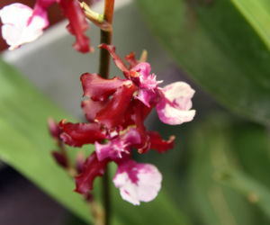 Ten storczyk pachnie, jak czekolada! Zniewala nie tylko wyglądem, ale i zapachem
