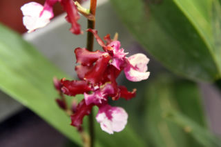 Ten storczyk pachnie, jak czekolada! Zniewala nie tylko wyglądem, ale i zapachem