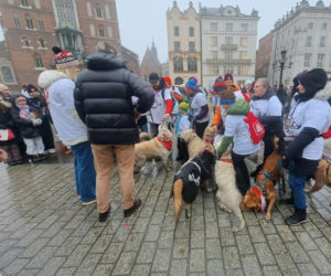 34. finał WOŚP w Krakowie. Golden Retrievery na Rynku Głównym