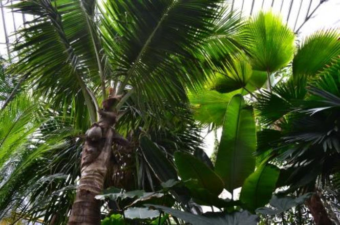 Palmiarnia w Gliwicach