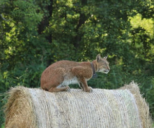 Pokonała setki kilometrów. Słynna rysica Nelly nie żyje. Młode są w niebezpieczeństwie
