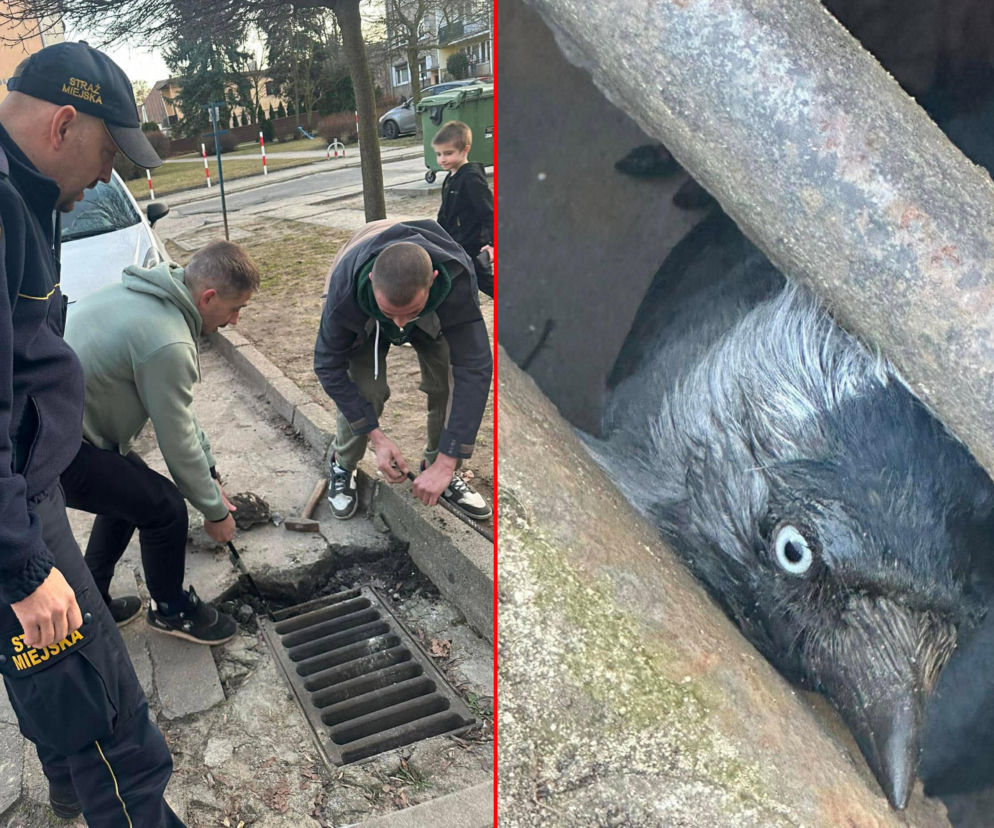 Kawka utknęła pod studzienką. Mieszkańcy i strażnicy ruszyli z pomocą