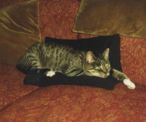 Pieski w Pałacu Prezydenckim