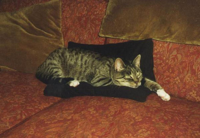 Pieski w Pałacu Prezydenckim