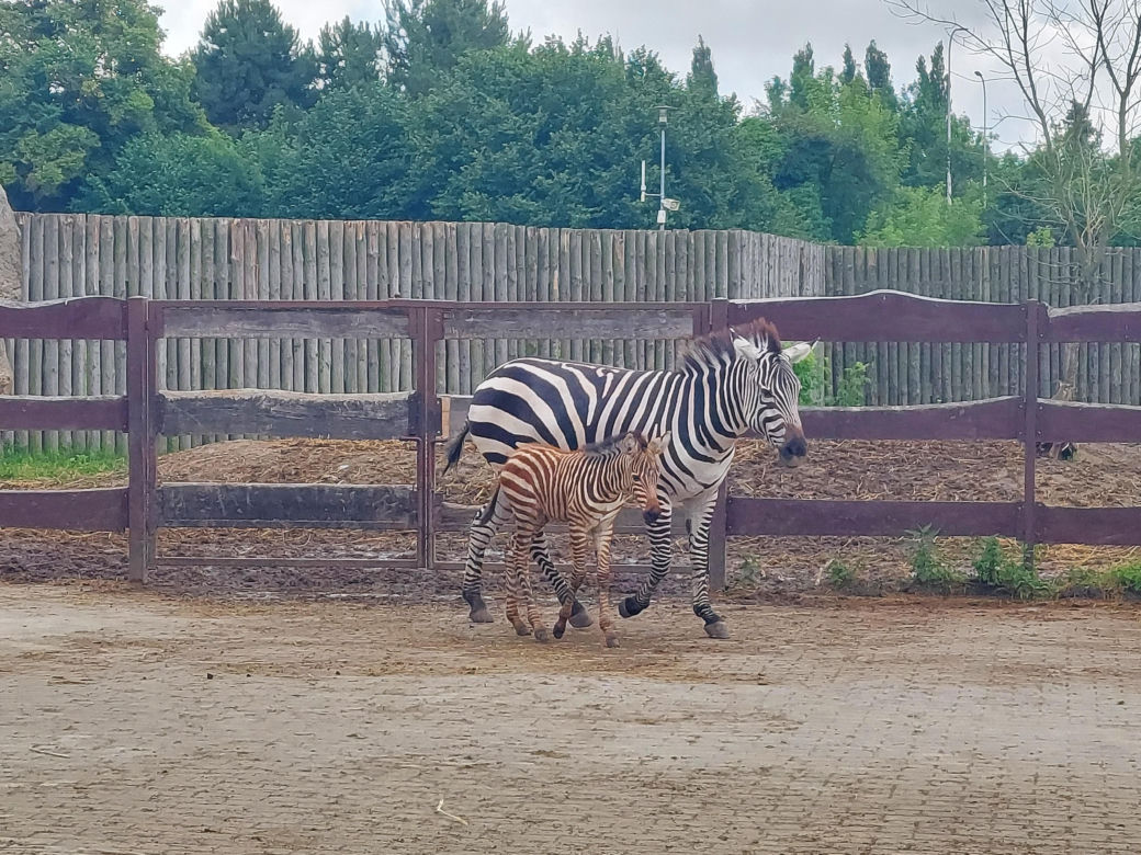 Mała zebra w zamojskim ZOO