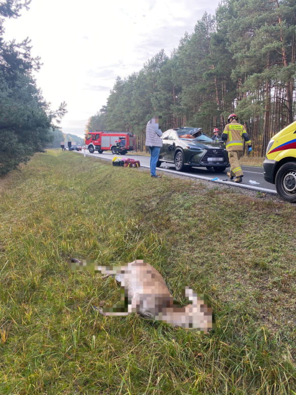 Poważny wypadek z udziałem jelenia pod Toruniem! W internecie rozgorzała burza [ZDJĘCIA]