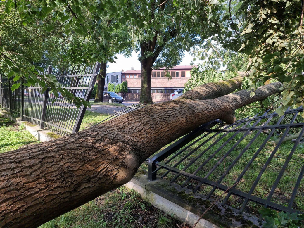 Burza w Wielkopolsce. Powalone drzewa zablokowały wiele dróg w Pile 
