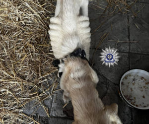 Szokująca interwencja w Chełmie