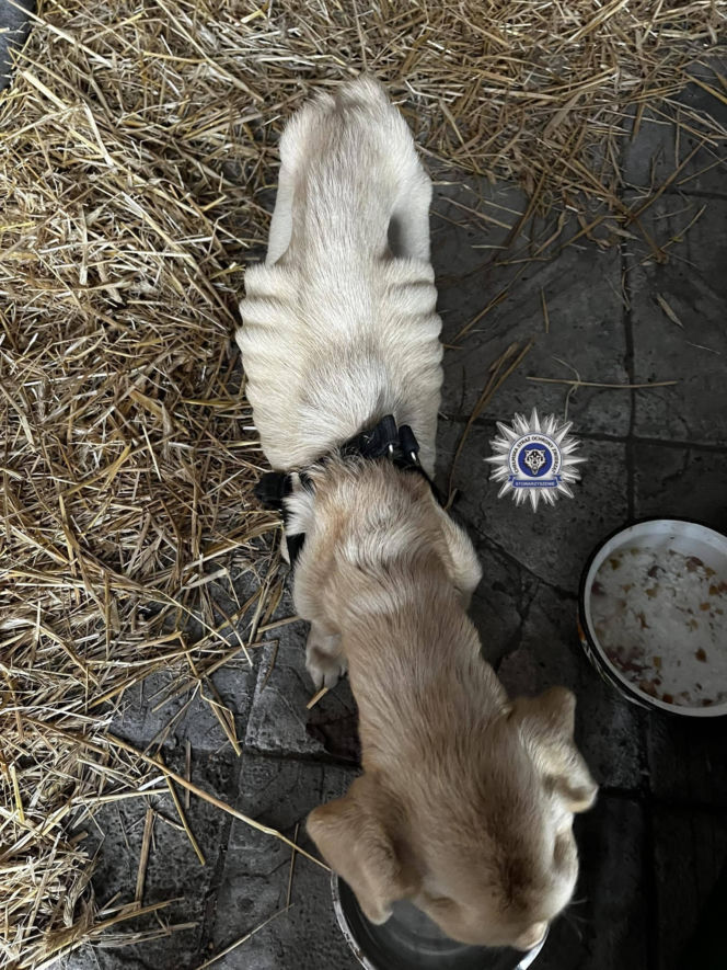 Szokująca interwencja w Chełmie