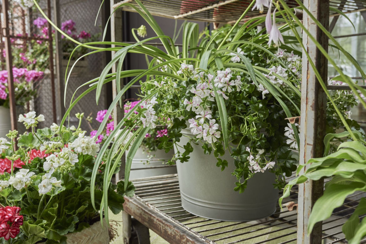 Kompozycje z pelargoniami