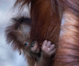 Na świat przyszedł pierwszy w historii Polski orangutan sumatrzański! Cud narodzin w łódzkim zoo