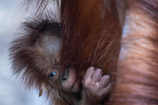 Na świat przyszedł pierwszy w historii Polski orangutan sumatrzański! Cud narodzin w łódzkim zoo