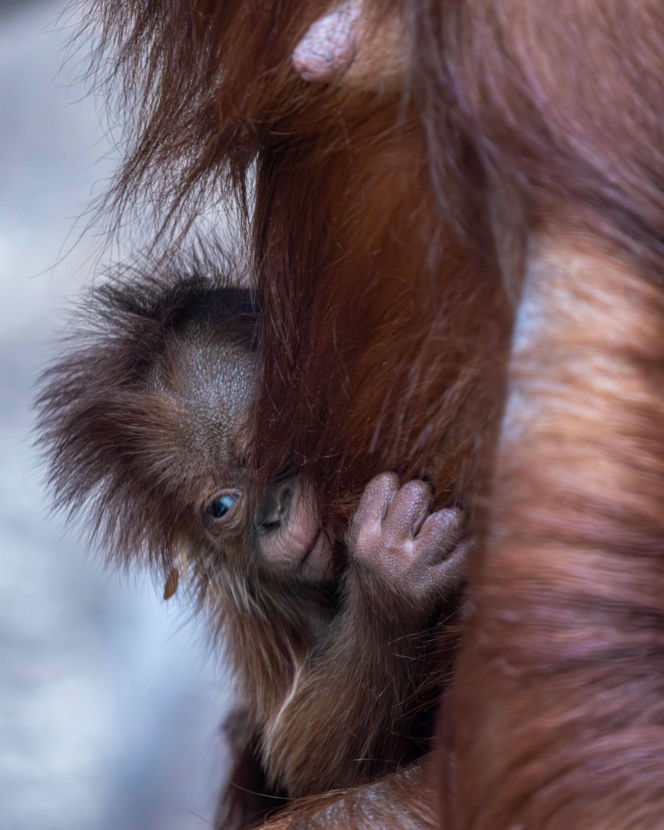 Na świat przyszedł pierwszy w historii Polski orangutan sumatrzański! Cud narodzin w łódzkim zoo
