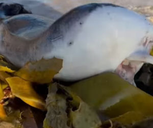 Dziwne znalezisko na plaży. Morskie stworzenie przypomina człowieka! [WIDEO]