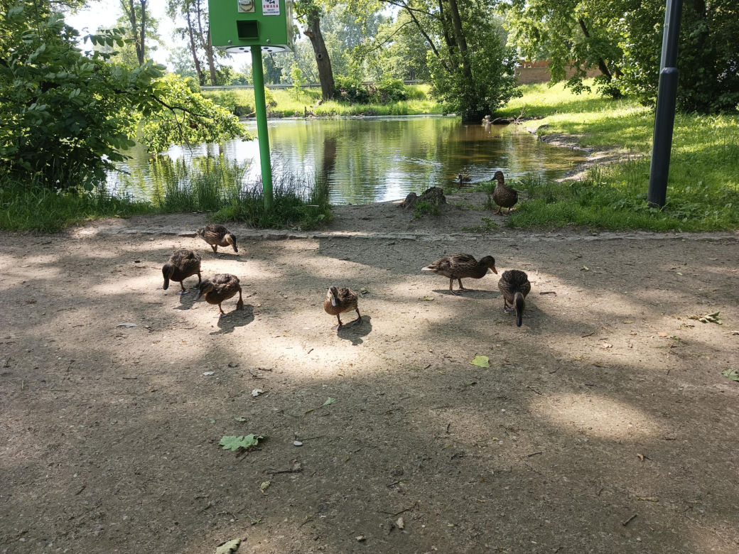 Parki podworskie w powiecie gdańskim