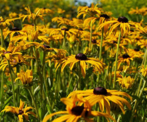 rudbekia-blyskotliwa.jpg