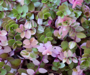Callisia