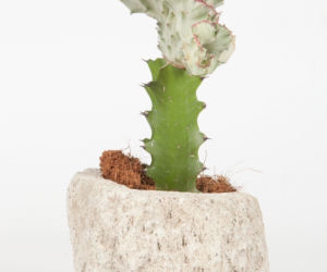 Wilczomlecz mleczny 'Cristata'