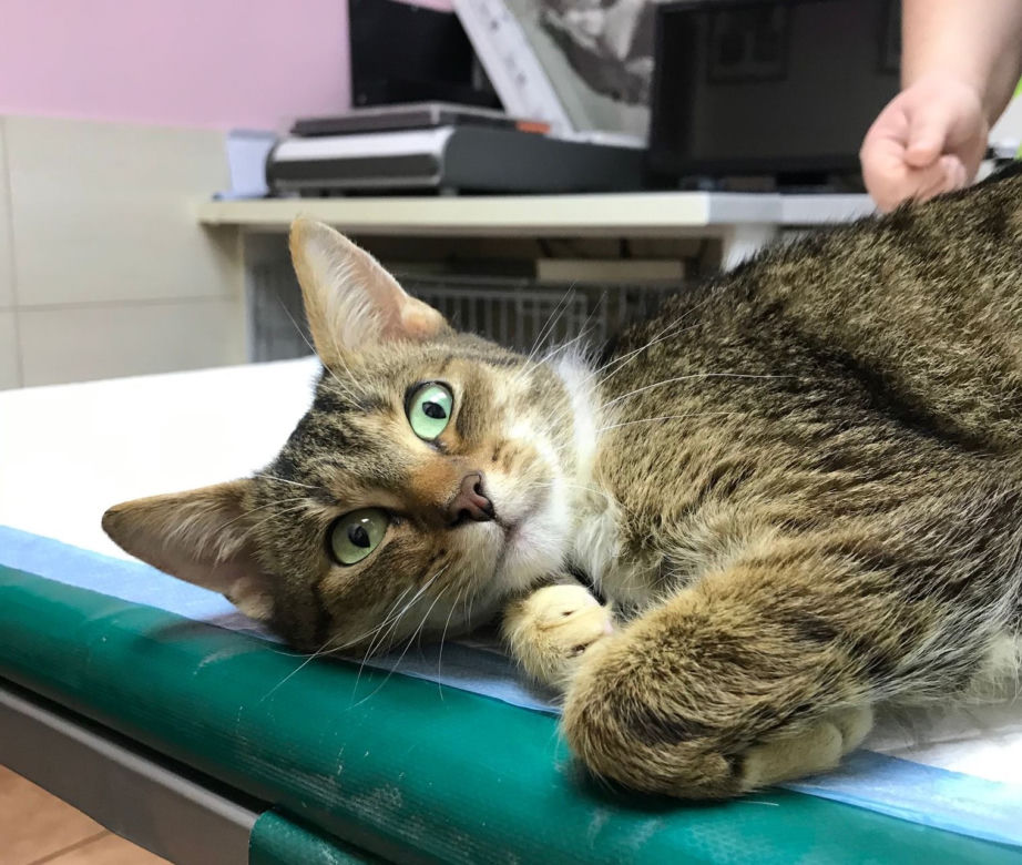 Koci szpitalik w Rzeszowie? Fundacja Felineus walczy o głosy