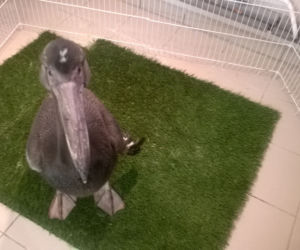Peptusia jeszcze niedawno nie miała upierzenia - dzisiaj jest pokryta ciemnymi piórkami