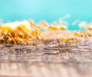 Mrówki faraona (Monomorium pharaonis)