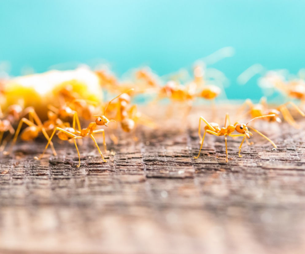 Mrówki faraona (Monomorium pharaonis)