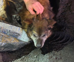 Ranny pies leżał na ulicy w Świdniku. Przerażająca teoria lokalnych mieszkańców