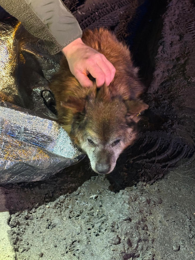 Ranny pies leżał na ulicy w Świdniku. Przerażająca teoria lokalnych mieszkańców