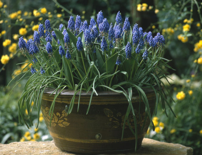 Szafirki w doniczkach