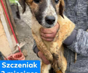 OTOZ Animals poszukuje domów dla psów