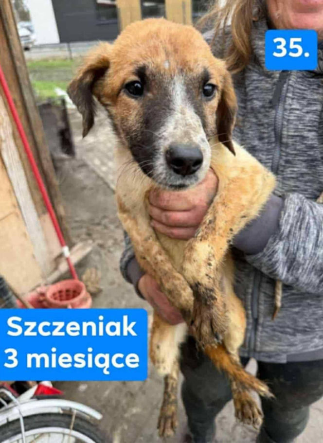 OTOZ Animals poszukuje domów dla psów