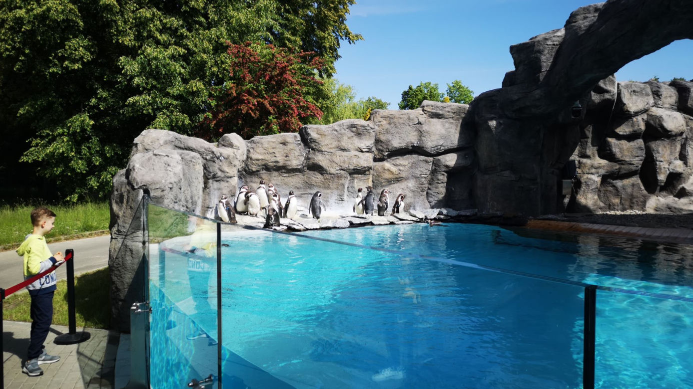 Pingwiny hitem Zoo w Chorzowie! Do ogrodu ustawiają się kolejki, ale ludzie nie przestrzegają rygorów sanitarnych