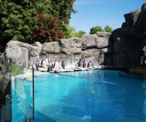 Pingwiny hitem Zoo w Chorzowie! Do ogrodu ustawiają się kolejki, ale ludzie nie przestrzegają rygorów sanitarnych