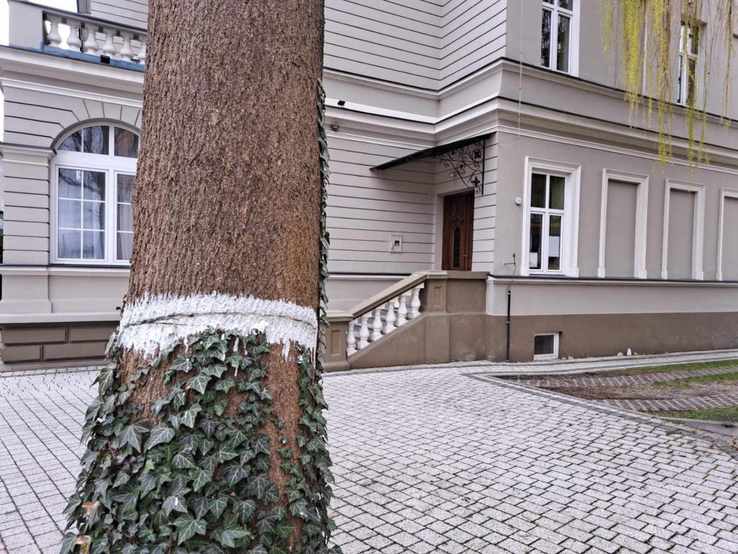 Podcięto drzewo, żeby spadło na dzieci