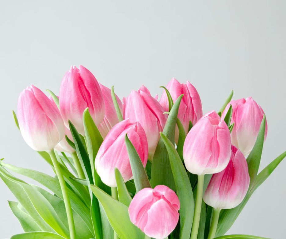 tulipany