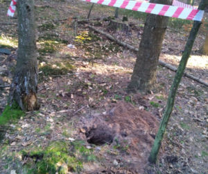 600 sztuk amunicji w starachowickich lasach