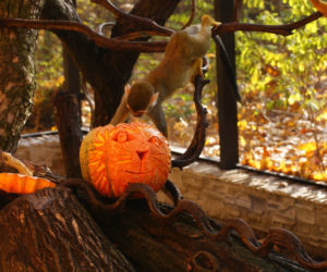 Halloween w łódzkim zoo