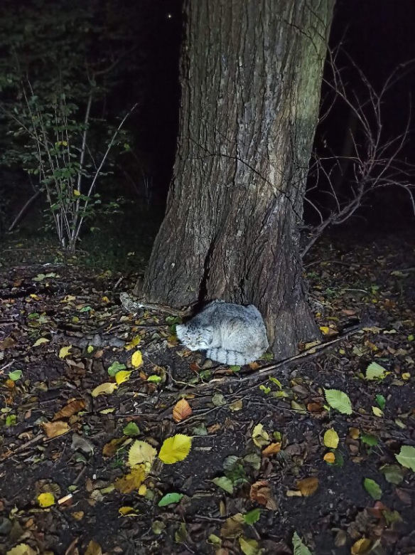 Manul uciekł z zoo