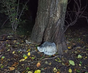 Manul uciekł z zoo
