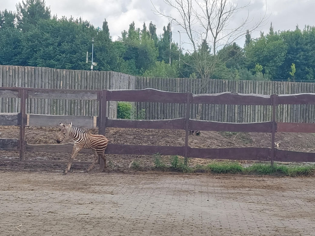 Mała zebra w zamojskim ZOO