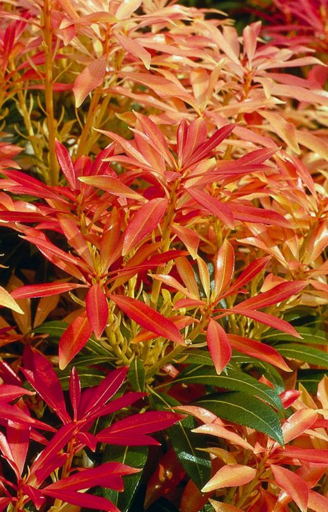Pieris japoński