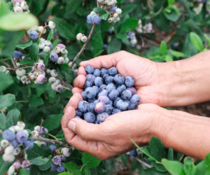 Rozpuść w wodzie i podlej krzaczki borówki amerykańskiej. Latem będziesz mieć wysyp owoców