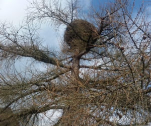 Nietypowa akcja strażaków pod Muszyną. Dostarczyli bocianowi jedzenie do gniazda