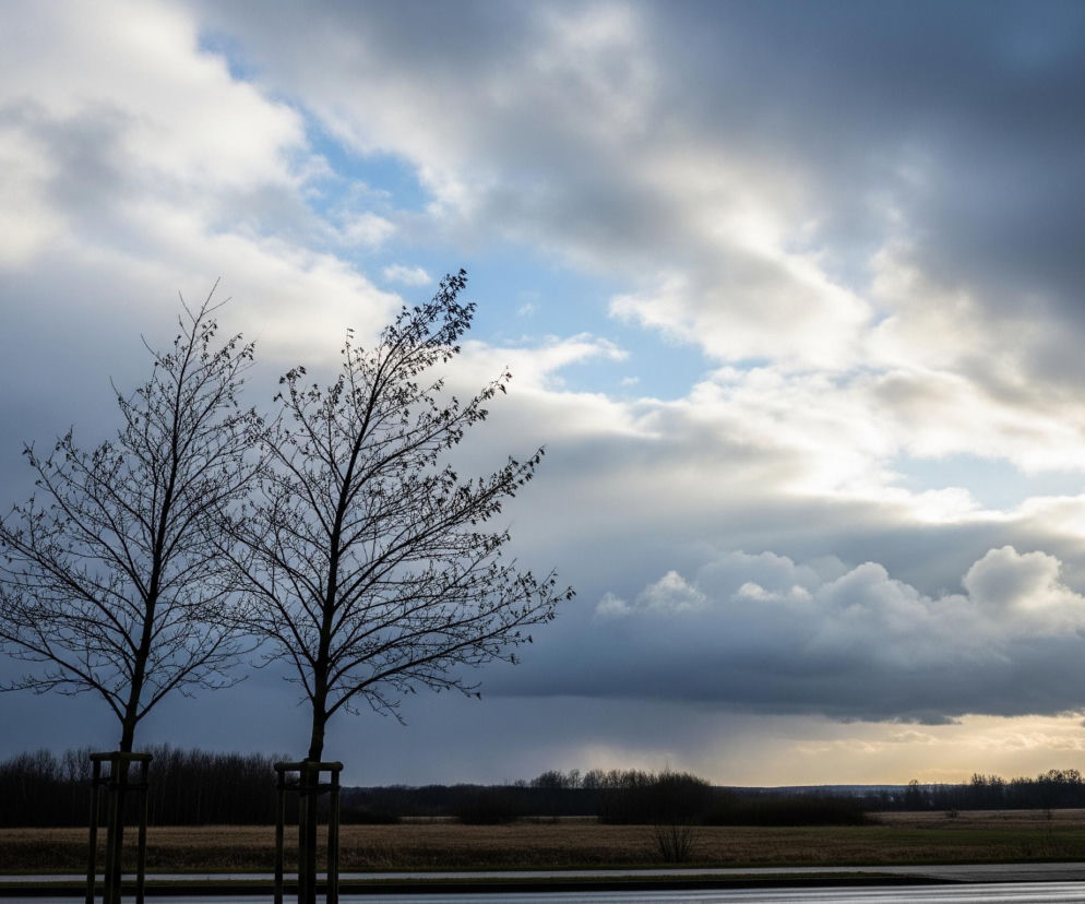 Pionowo z lewej strony kadru znajdują się dwa młode, pozbawione liści drzewa o ciemnych pniach i rozłożystych gałęziach. Każde z drzew jest podtrzymywane przez drewniany stelaż. Niebo jest częściowo pokryte jasnymi i ciemnymi chmurami, z błękitnymi prześwitami na środku i po prawej stronie. Horyzont ukazuje ciemny pas lasu, za którym rozciąga się przestrzeń z jaśniejszym, rozproszonym światłem. Na pierwszym planie widoczny jest ciemny pas drogi, a po prawej stronie kadru stoi pochylony znak drogowy.