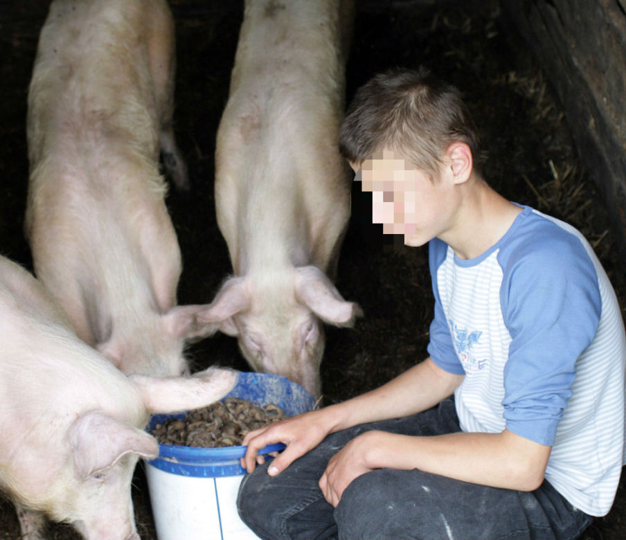 Wakacje spędzimy karmiąc świnie
